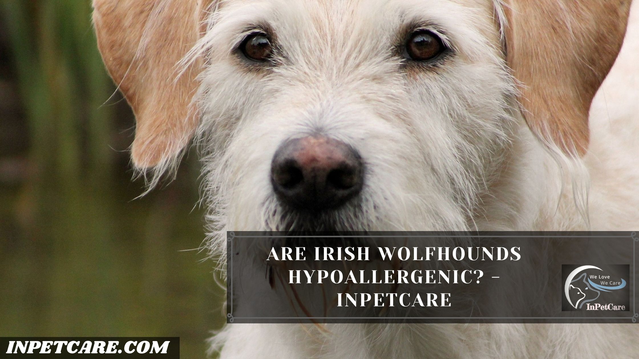 Are Irish Wolfhounds Hypoallergenic?