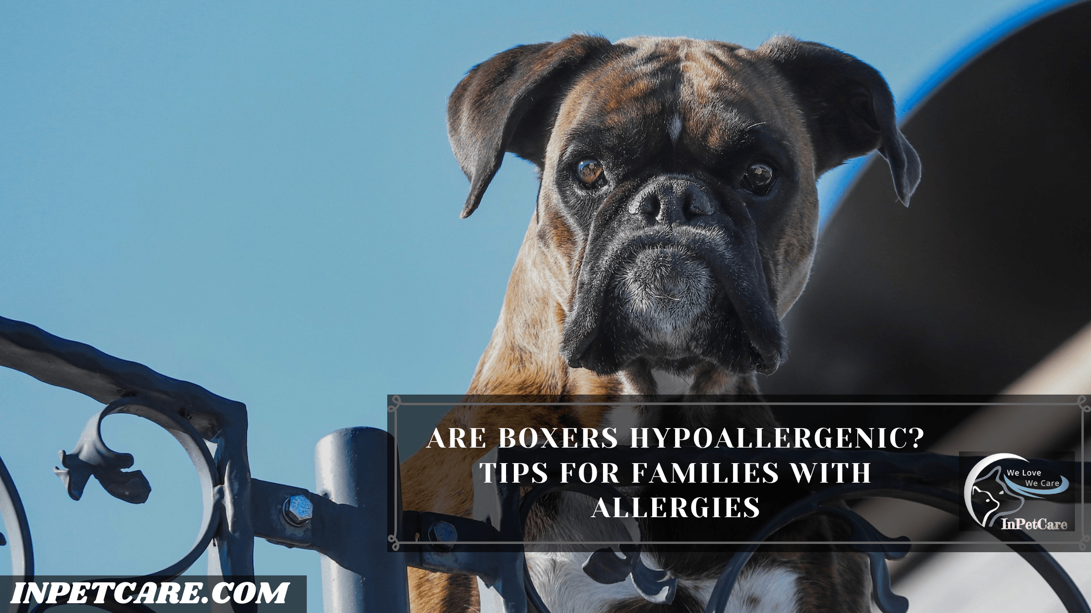 Are Boxers Hypoallergenic?