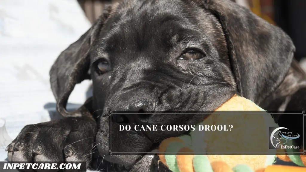 Do Cane Corsos Drool?