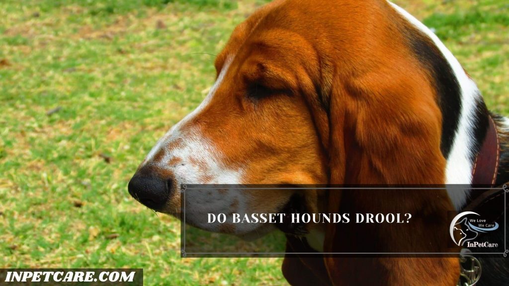Do Basset Hounds Drool a lot