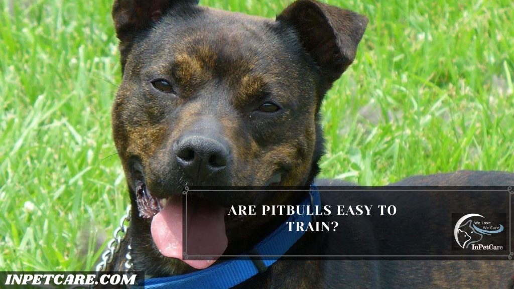 Are Pitbulls Easy To Train