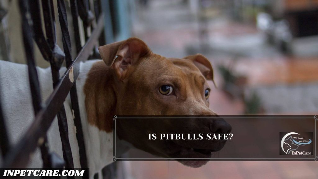 Are Pitbulls Safe