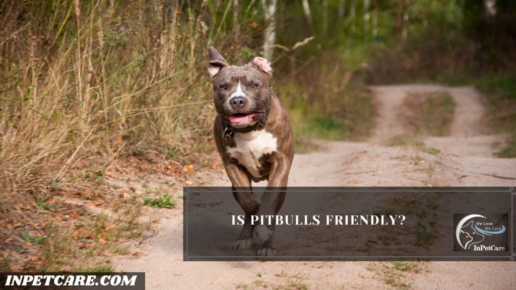 Are Pitbulls Friendly? (9 Tips To Raise A Friendly Pitbull)