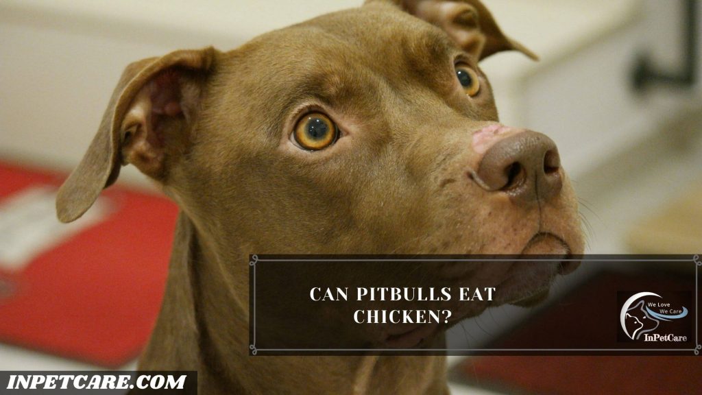 Can Pitbulls Eat Chicken? Can Pitbulls Eat raw Chicken?