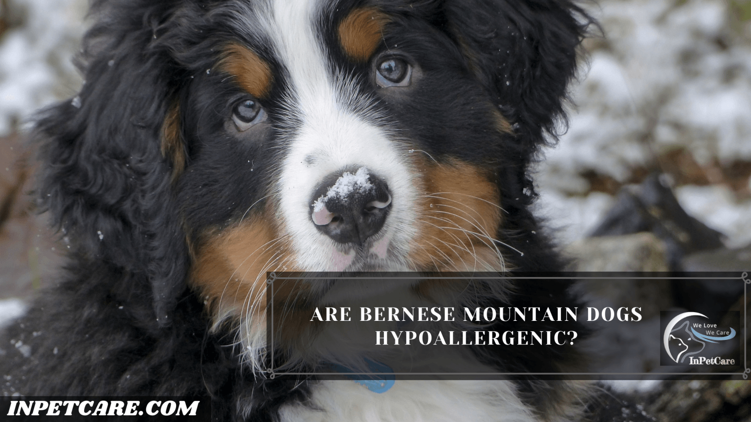 Are Bernese Mountain Dogs Hypoallergenic?