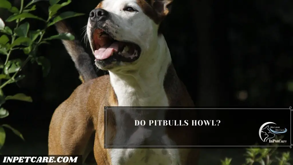 Do Pitbulls Howl?
