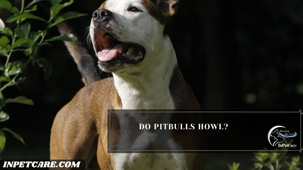 Do Pitbull Howl