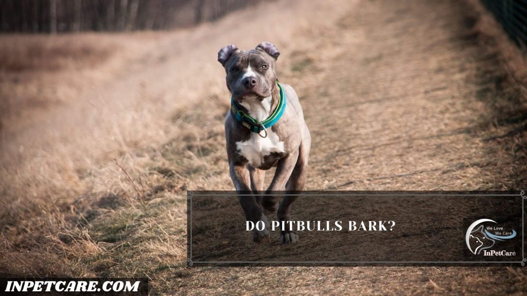 Do Pitbulls Bark A Lot, Why Do Pitbulls Bark A Lot