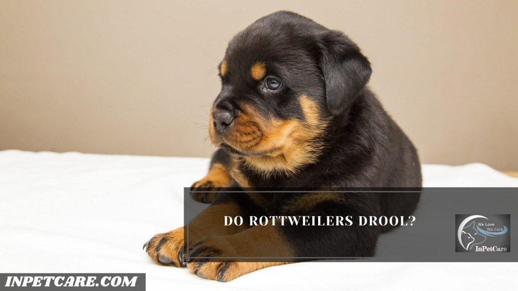 Do Rottweilers Drool?