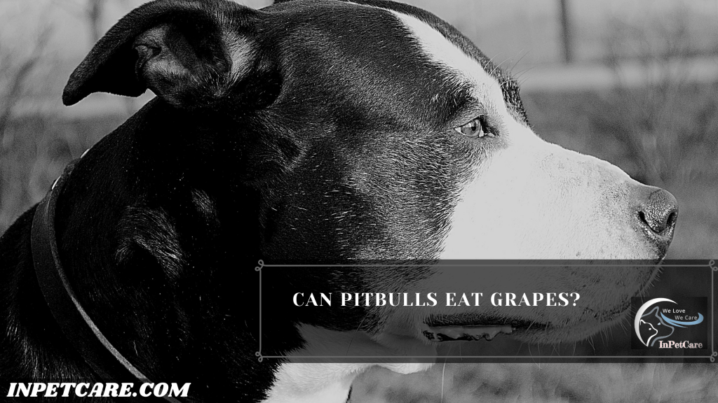 Can Pitbulls Eat Grapes & Raisins?