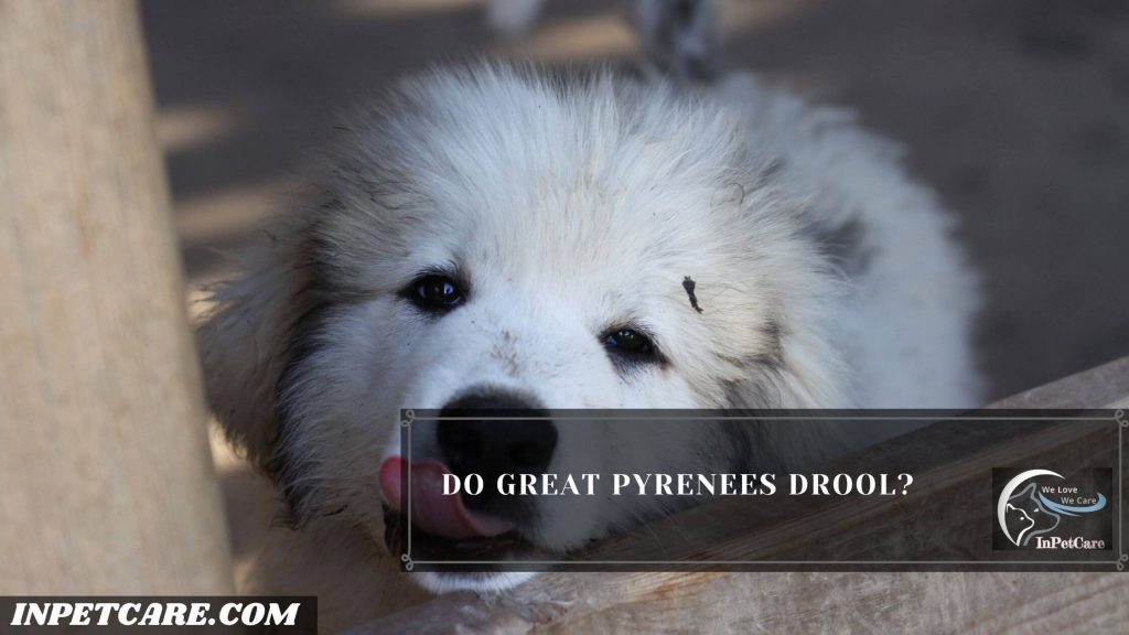 Do Great Pyrenees Drool?