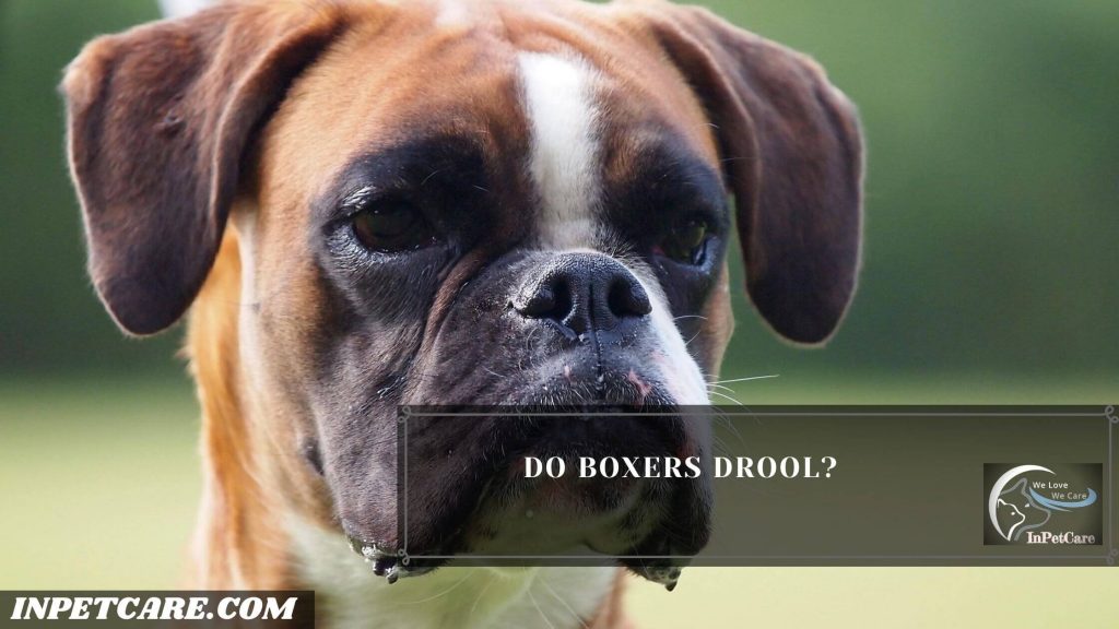 Do Boxers Drool?