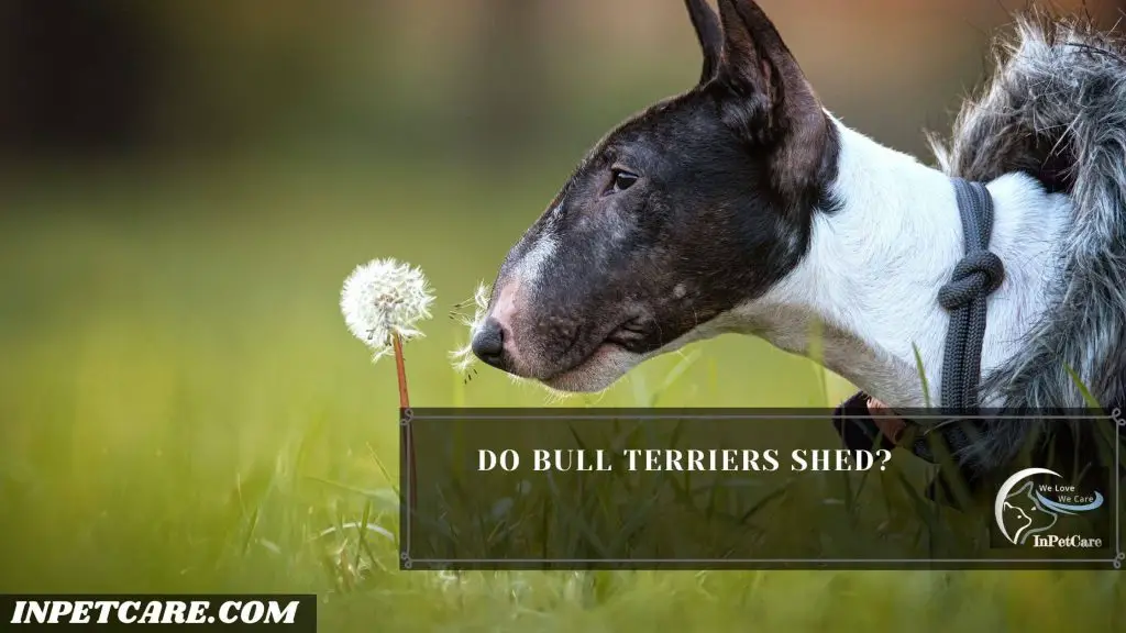 Do Bull Terriers Shed?