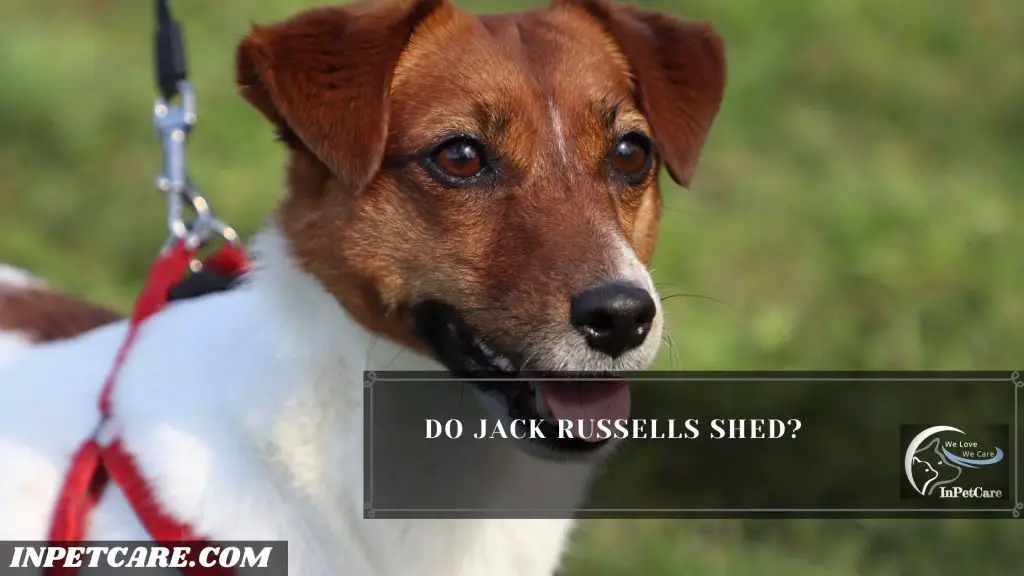 Do Jack Russells Shed?