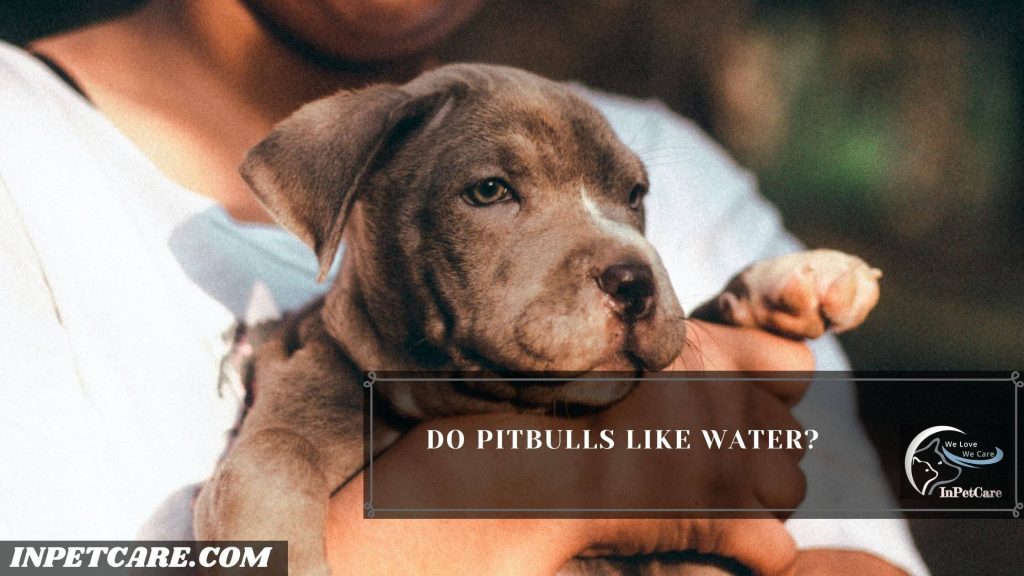 Do Pitbulls Like Water?