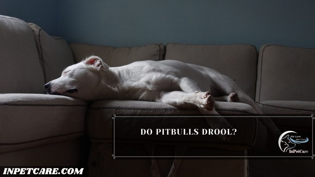 Do Pitbulls Drool a lot