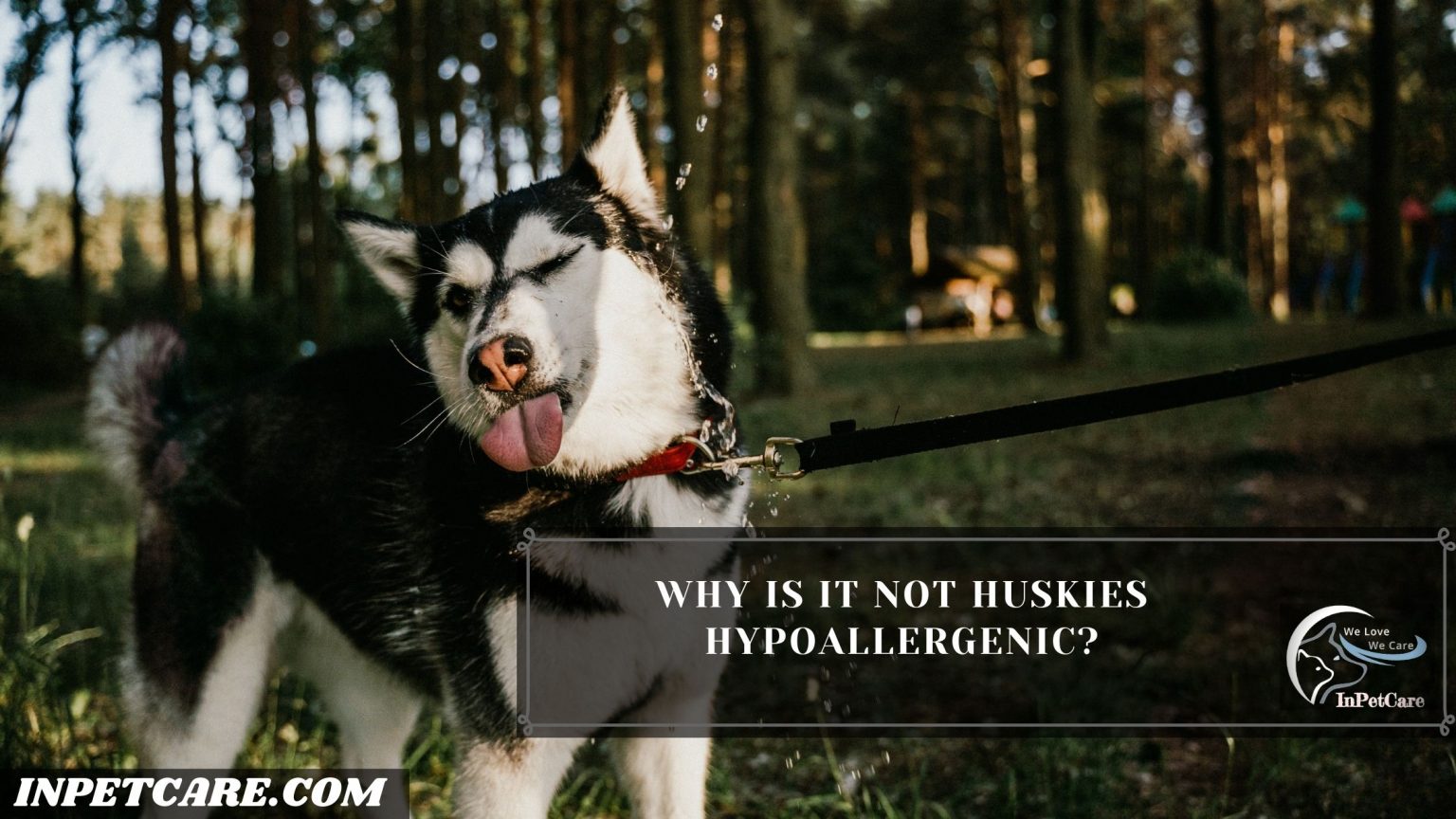 Are Huskies Hypoallergenic? Tips For Families With Allergies