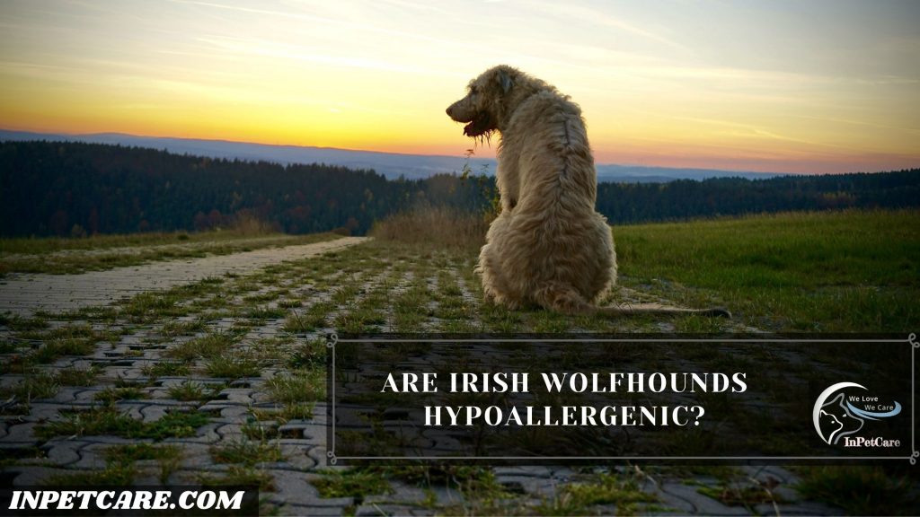 Are Irish Wolfhounds Hypoallergenic?