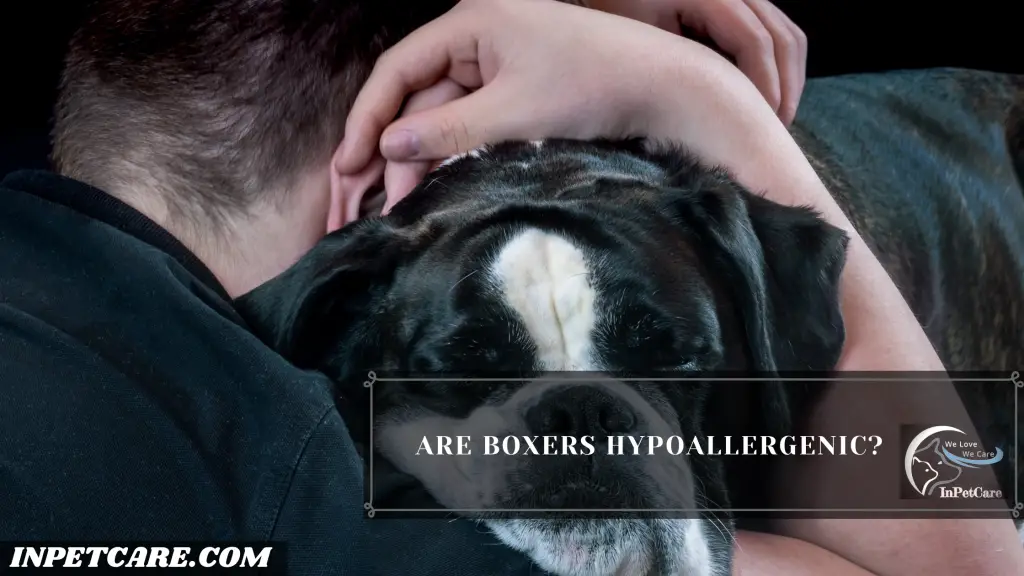 Are Boxers Hypoallergenic?