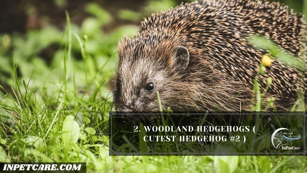 9 Cutest Hedgehogs Of The World To Pet 