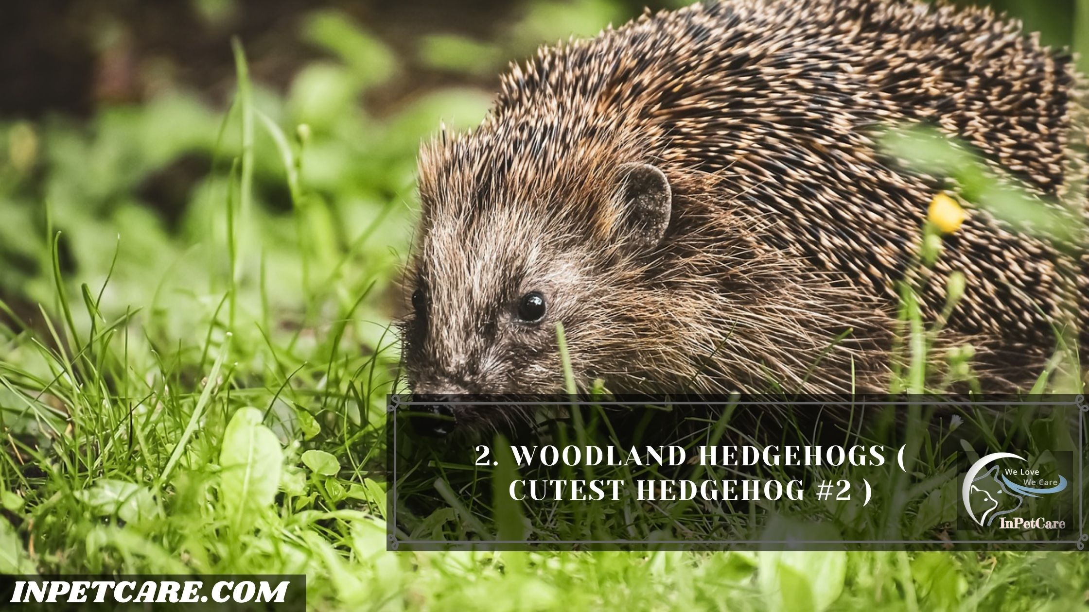 9 Cutest Hedgehogs Of The World To Pet (With Pictures)