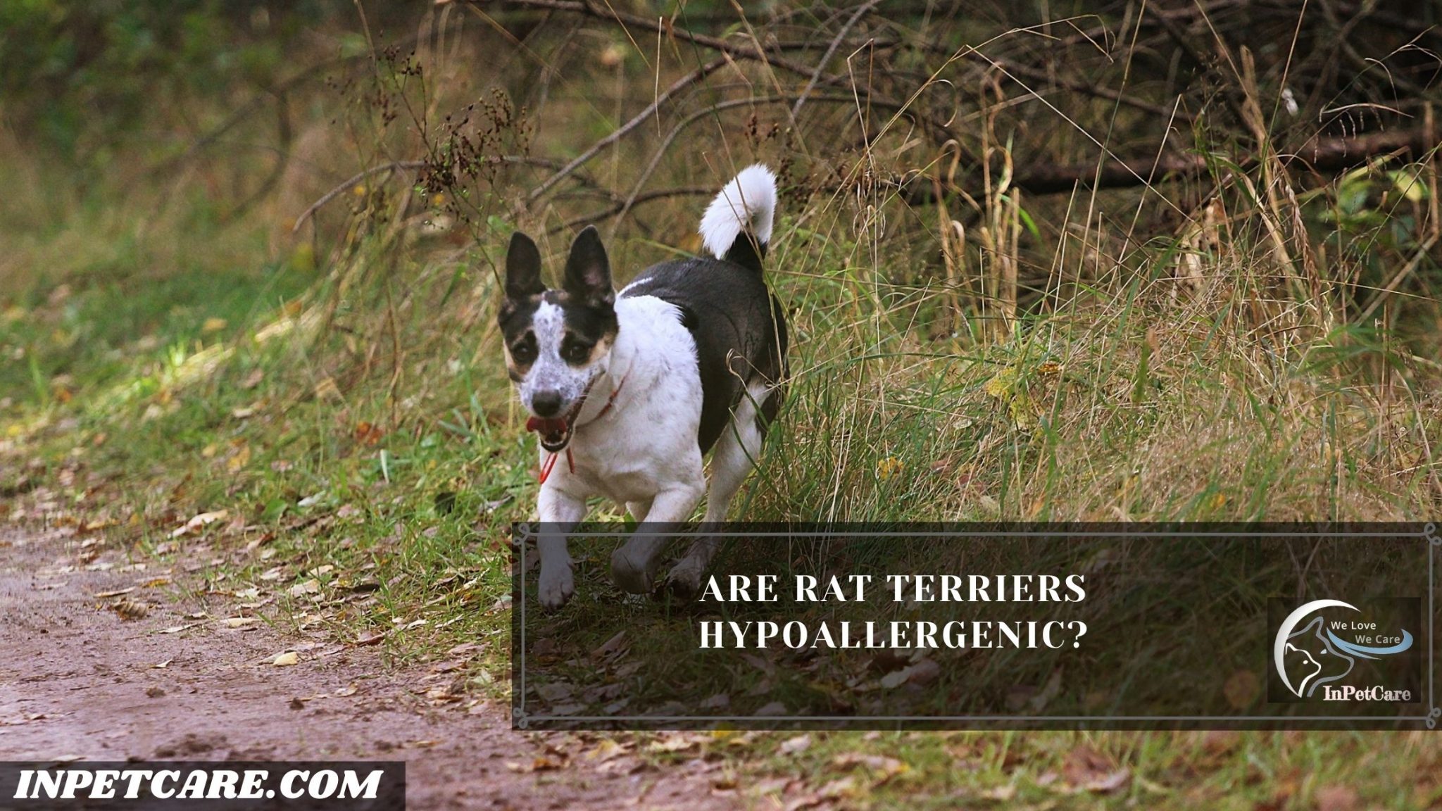 Are Rat Terriers Hypoallergenic? Tips For Allergic Families