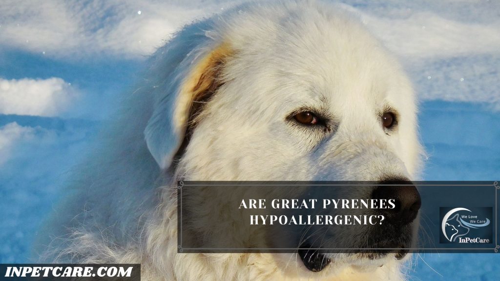 Are Great Pyrenees Hypoallergenic?