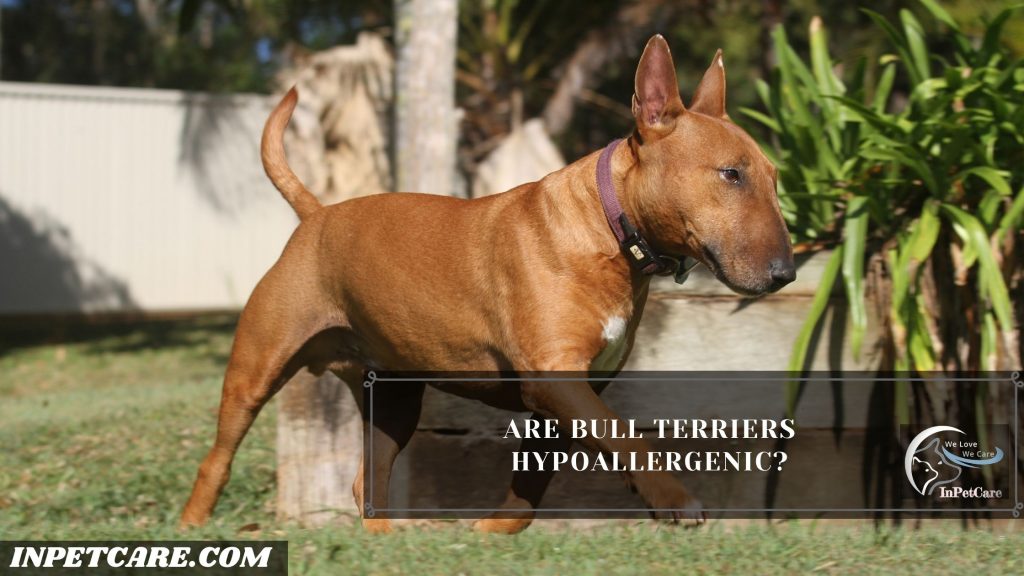 Are Bull Terriers Hypoallergenic?