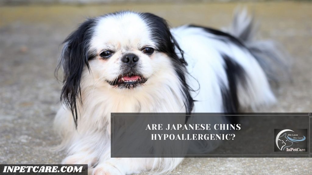 Are Japanese Chins Hypoallergenic?