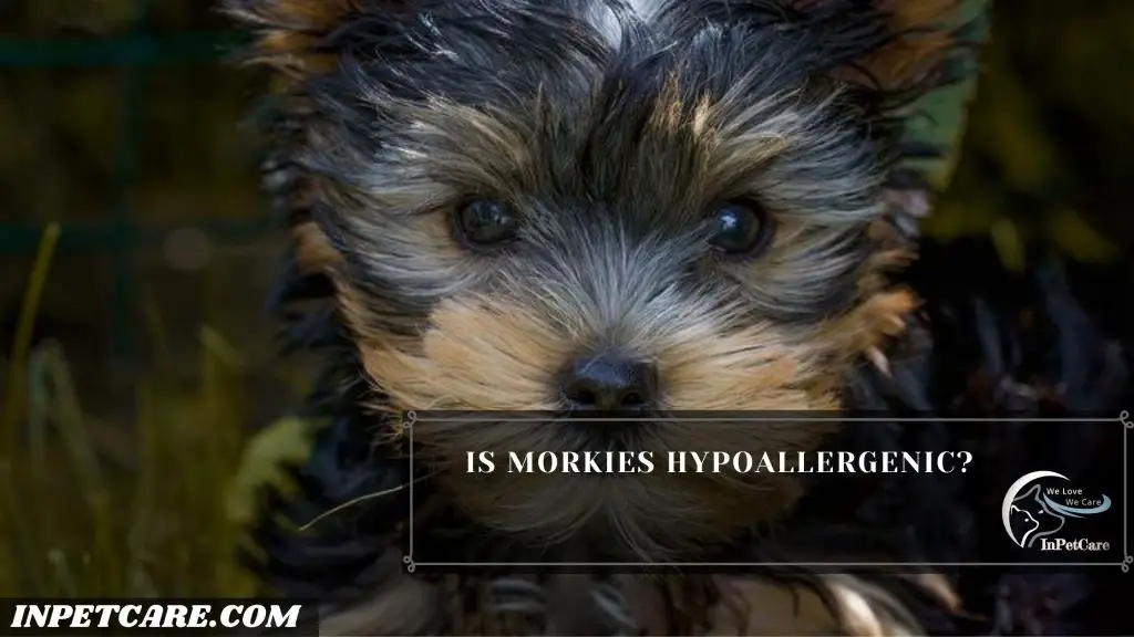 Are Morkies Hypoallergenic?