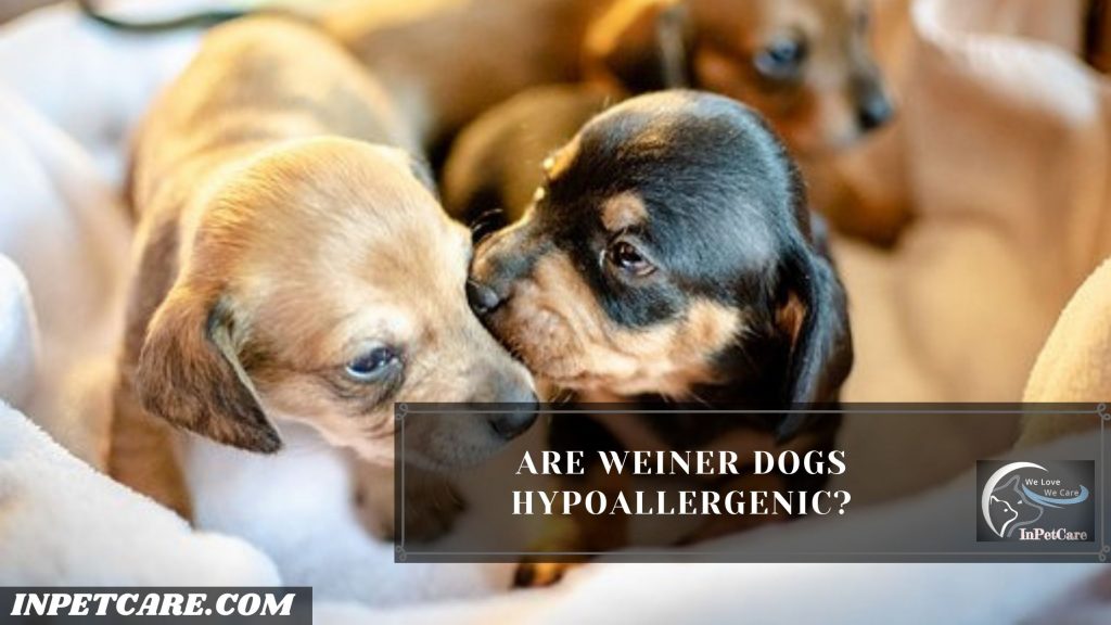 Are Weiner Dogs Hypoallergenic? 