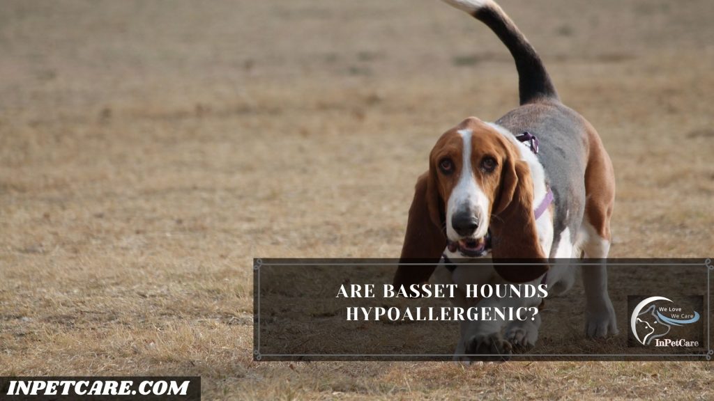 Are Basset Hounds Hypoallergenic? 