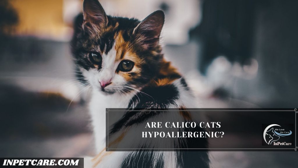 Are Calico Cats Hypoallergenic?