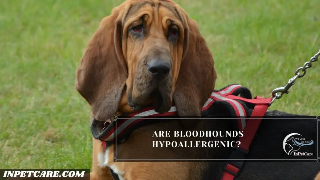 Are Bloodhounds Hypoallergenic?