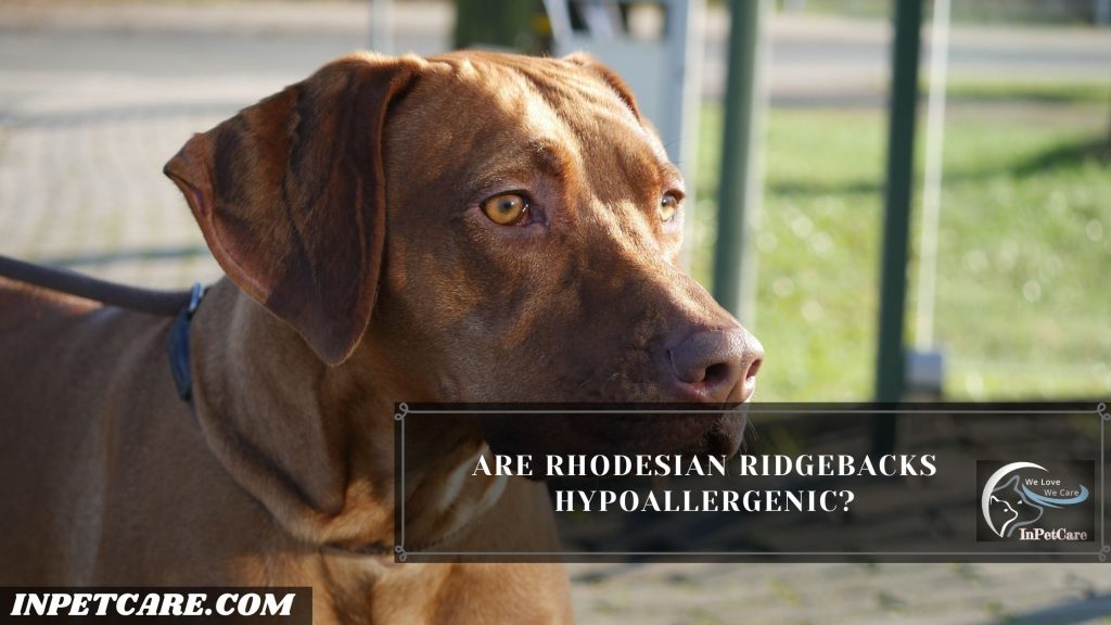 Are Rhodesian Ridgebacks Hypoallergenic?