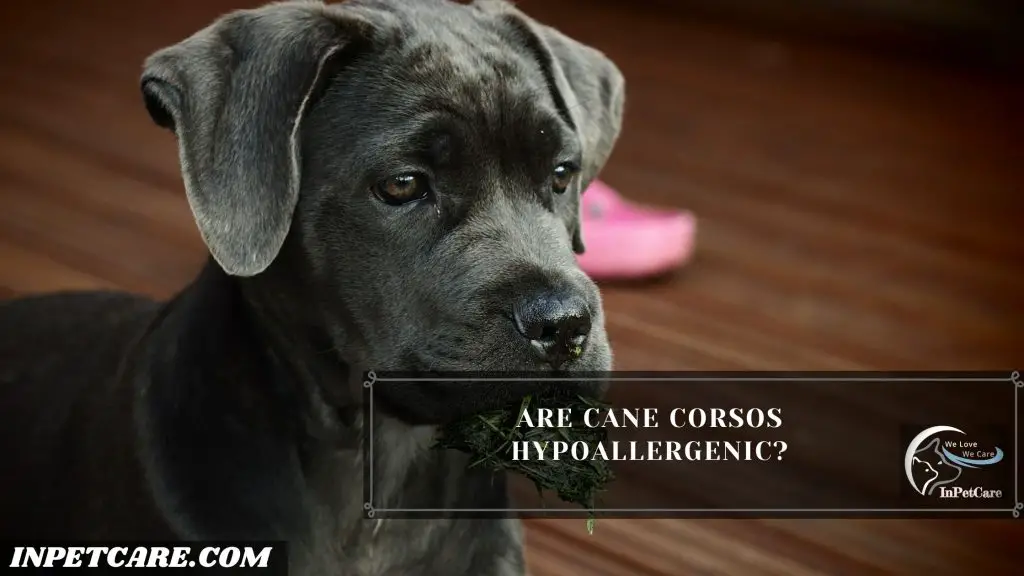 Are Cane Corsos Hypoallergenic?
