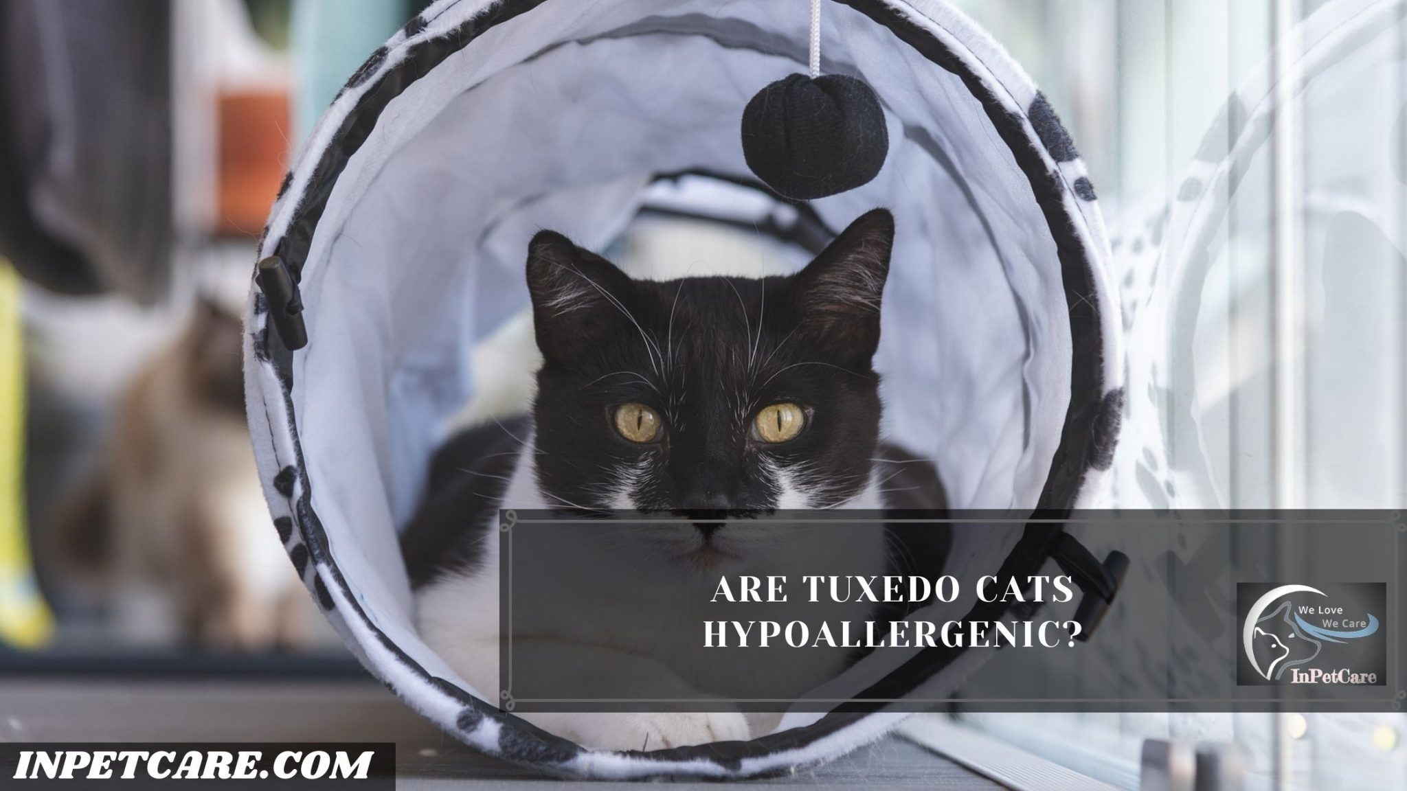 Are Tuxedo Cats Hypoallergenic? Tips For Allergic Families
