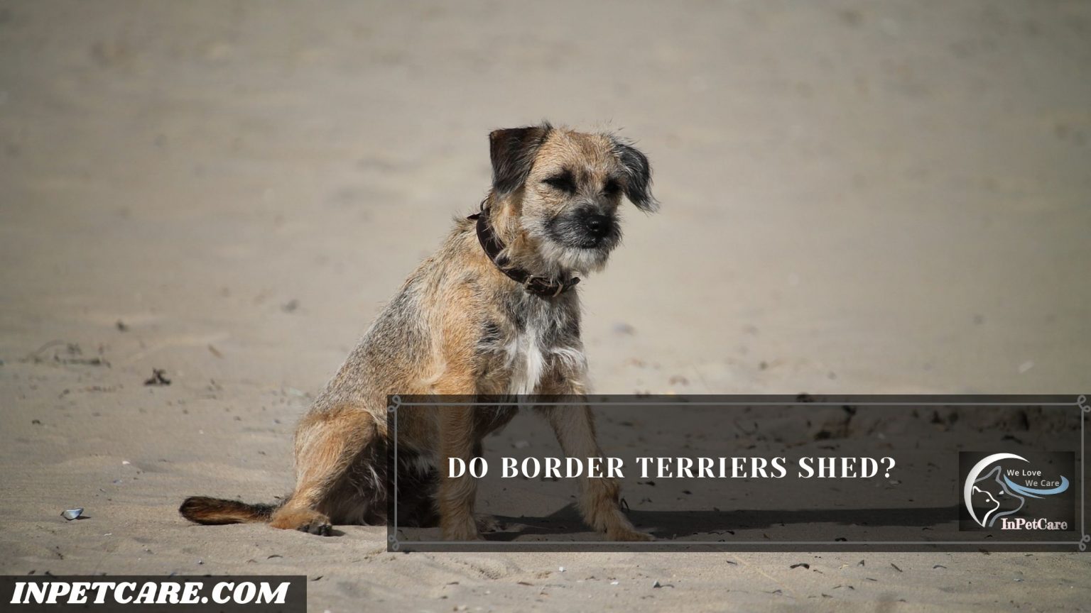 Do Border Terriers Shed? Tips To Prevent Excessive Shedding