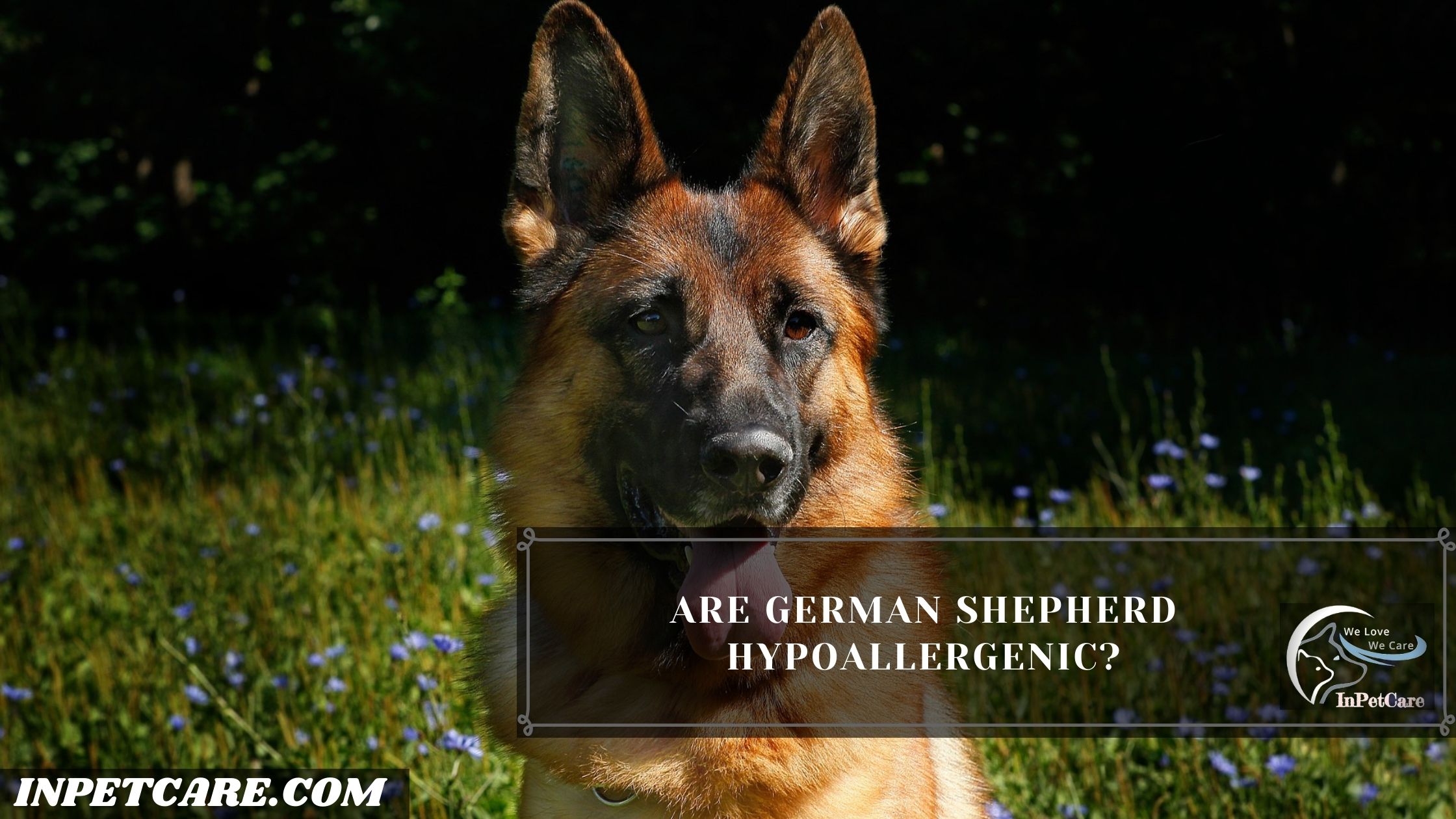 Are German Shepherds Hypoallergenic? InPetCare
