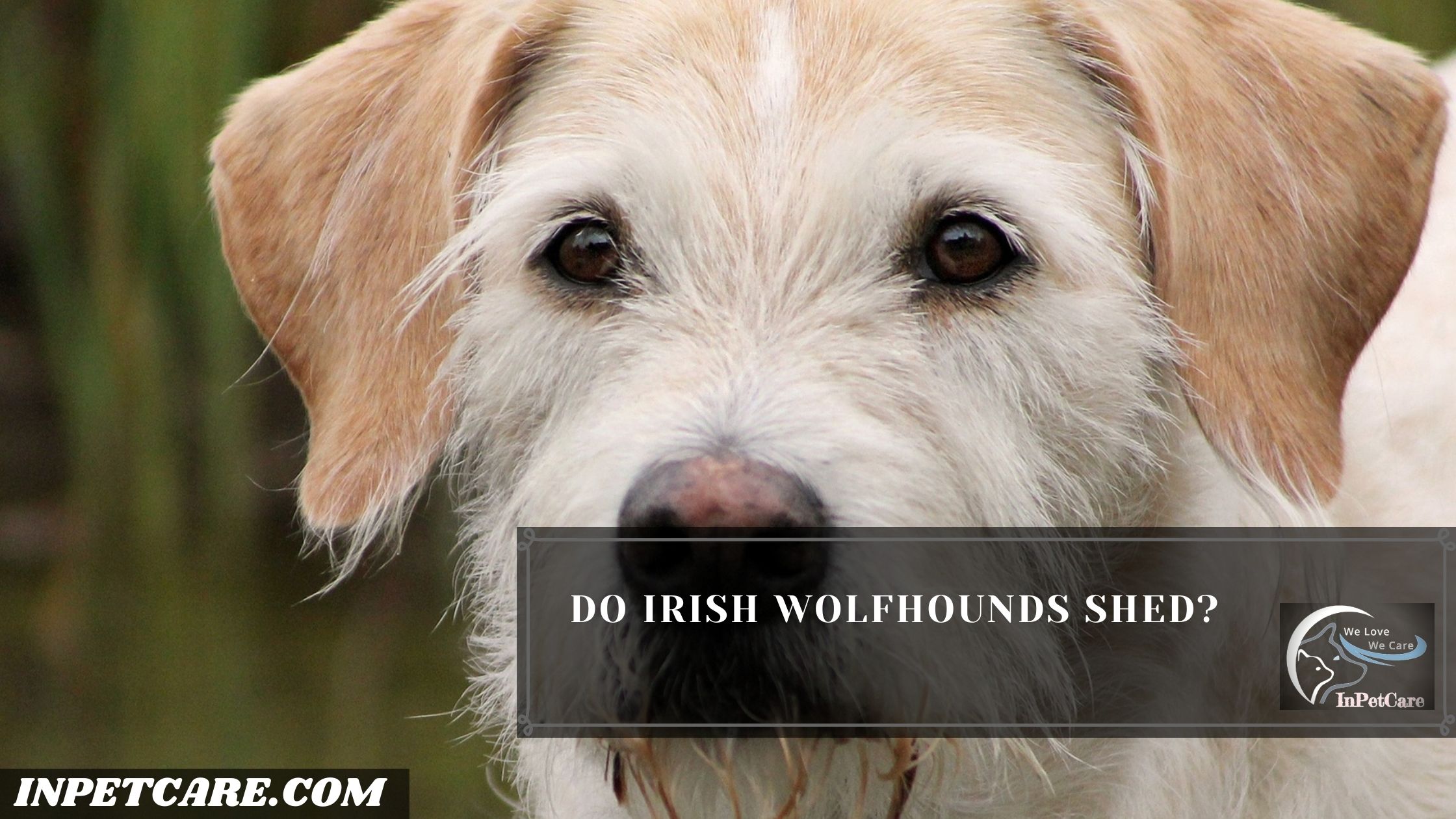 Do Irish Wolfhounds Shed? (Tips To Control Its Shedding)