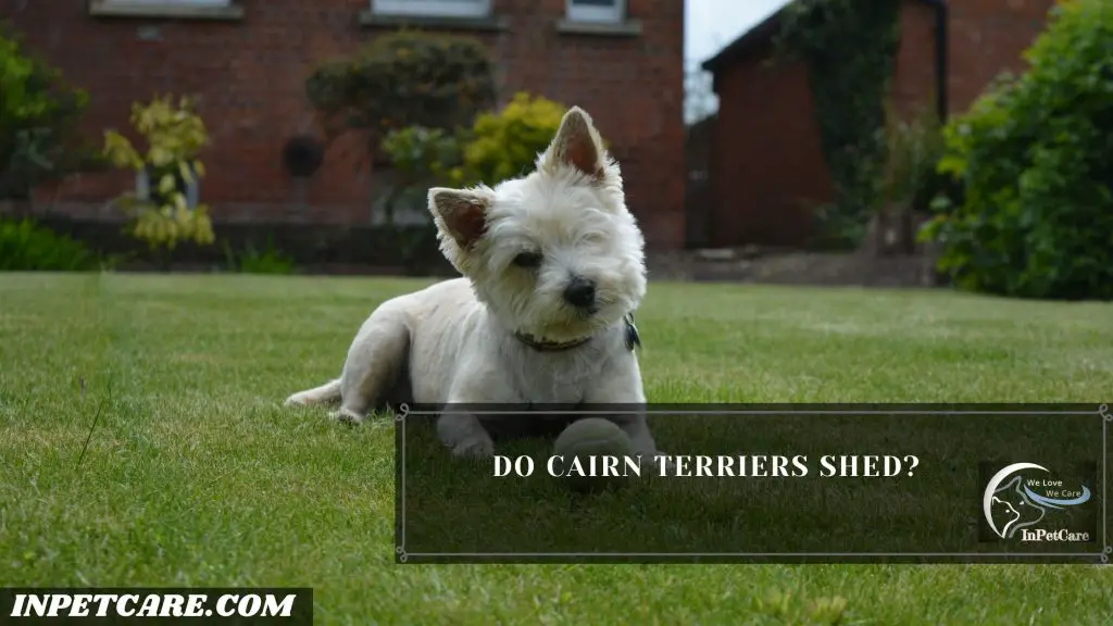 Do Cairn Terriers Shed?