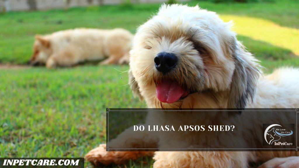 Do Lhasa Apsos Shed? 