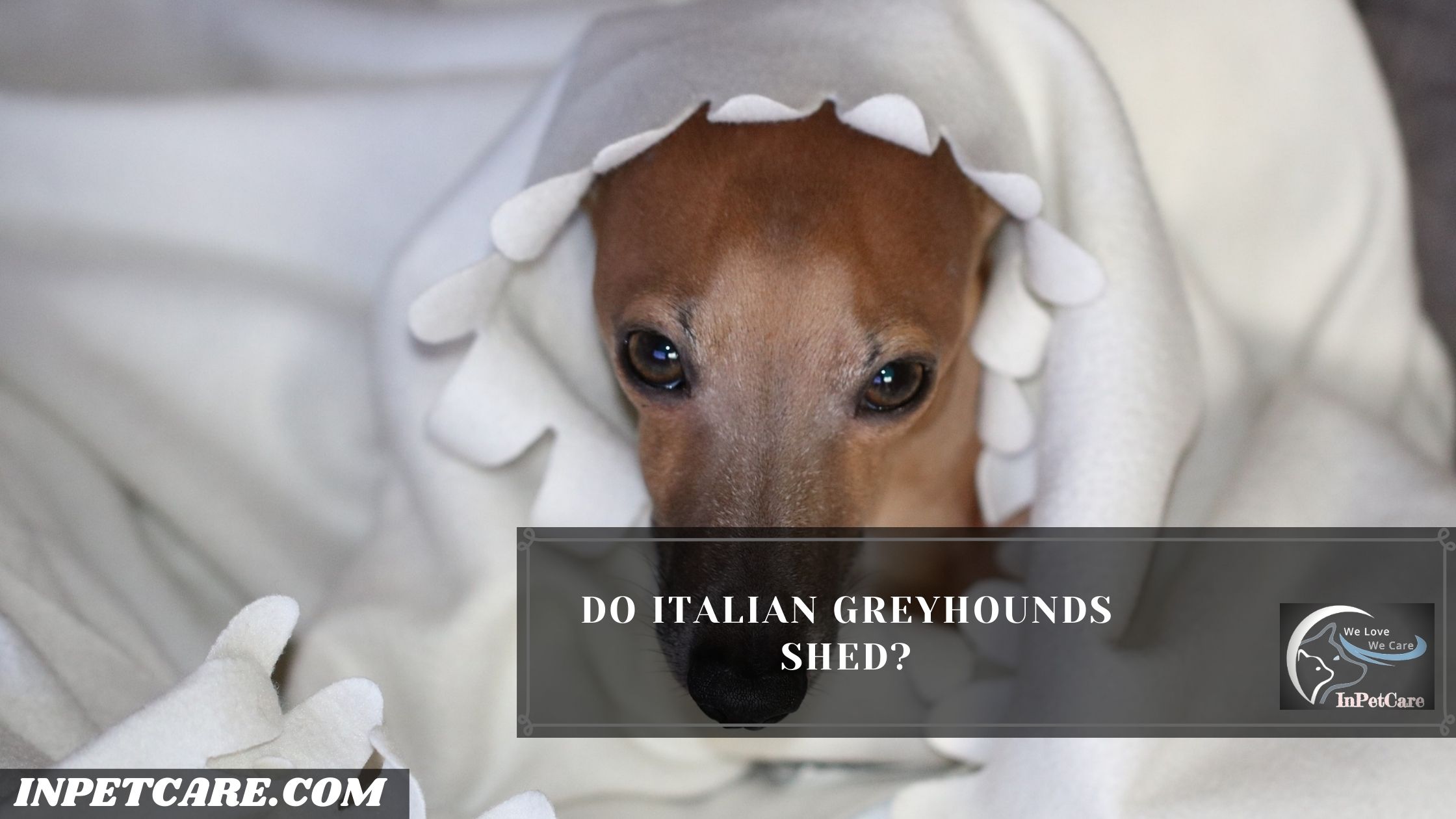 Do Italian Greyhounds Shed? (Tips To Control Its Shedding)