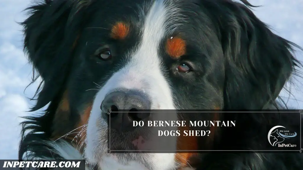 Do Bernese Mountain Dogs Shed?
