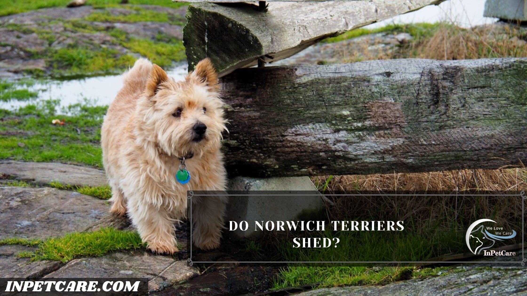 Do Norwich Terriers Shed? Tips To Control Its Shedding
