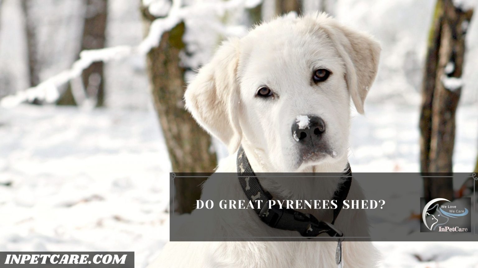 Do Great Pyrenees Shed A Lot? (Tips To Control Its Shedding)