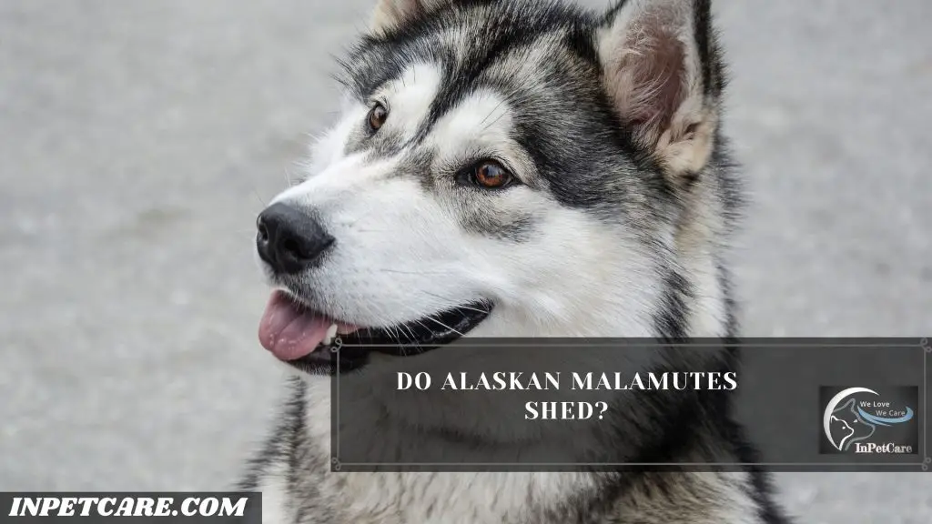 Do Alaskan Malamutes Shed?
