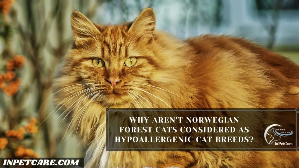 Are Norwegian Forest Cats Hypoallergenic?