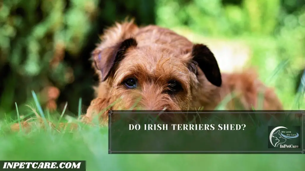 Do Irish Terriers Shed?