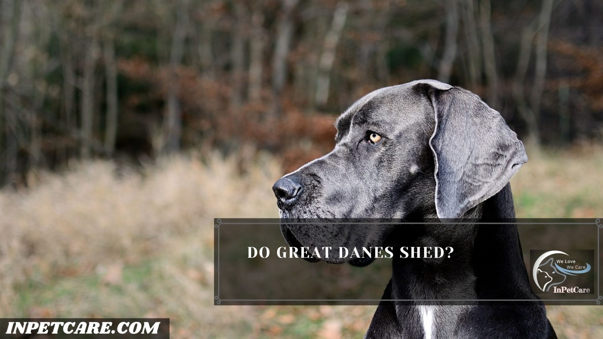 Do Great Danes Shed? (Tips To Control Its Shedding)